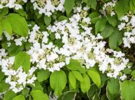 Découvrez ces superbes arbustes à fleurs blanches pour une longue floraison éclatante